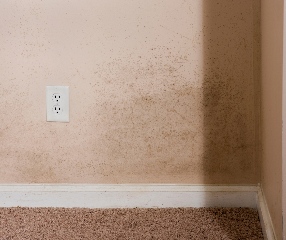mold and mildew home foundation repair M Taylor Enterprise